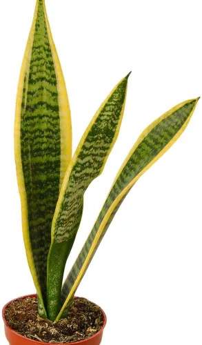 Miniatura 4 de Planta de serpiente Laurentii Sansevieria Trifasciata Planta viva para interior Diferentes plantas de interior en maceta de 4 y 6 pulgadas