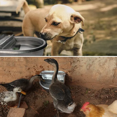 Miniatura 2 de Dispensador automático de cuencos de agua para perros, comedero de agua de acero inoxidable para aves de corral y ganado pequeño