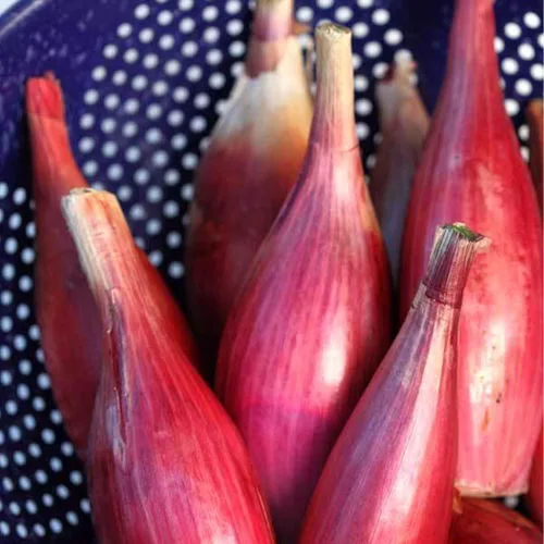 Semillas de cebolla de torpedo rojo - 0.04 oz ~ 300 semillas - Semillas de jardinería agrícola, de polinización abierta, sin OMG, semillas de