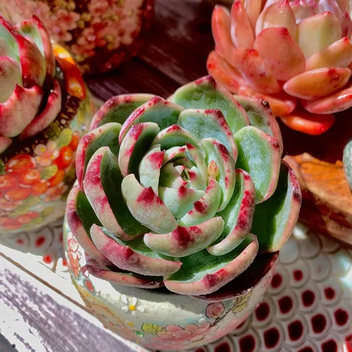 Miniatura 6 de Echeveria Agavoides Cassius - Kit de suculentas abigarradas, con maceta de plástico, 1 cabeza de planta viva de 2.5 pulgadas, suelo comprimido