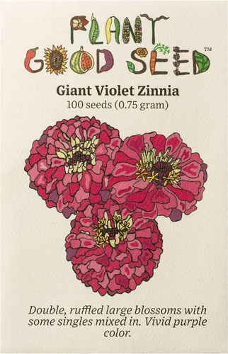 Plant Good Seed Semillas de flores orgánicas de zinnia violeta gigante, paquete de 100, semillas de reliquia para plantar flores, suministros de