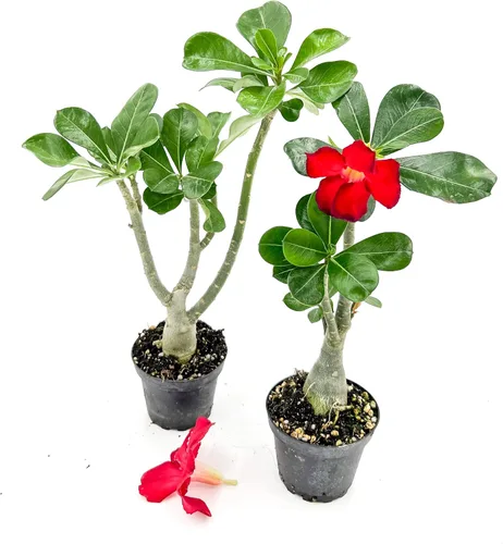 Miniatura 2 de ragnaroc Suculentas vivas – Rosa del desierto Adenium Obesum 15-25 cm de altura en maceta de 10 cm - 1 unidad - El color al florecer puede ser rosa