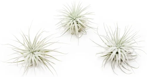 Miniatura 9 de Planta de aire grande Tectorum Ecuador - Plantas suculentas de interior de Tillandsia vivas - Disponible al por mayor y a granel - Decoración