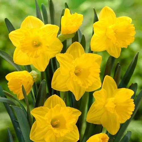 5 bulbos amarillos de narciso, flores gigantes grandes de narciso, fáciles de cultivar, bulbos de plantación de otoño para flores vibrantes de