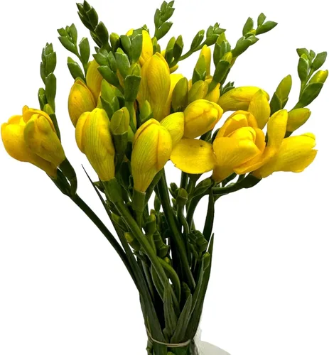 Miniatura 4 de Fresia - Bulbos de flores amarillas dobles fragantes, bombillas perennes fáciles de cultivar para plantar en otoño, perfectos para flores cortadas