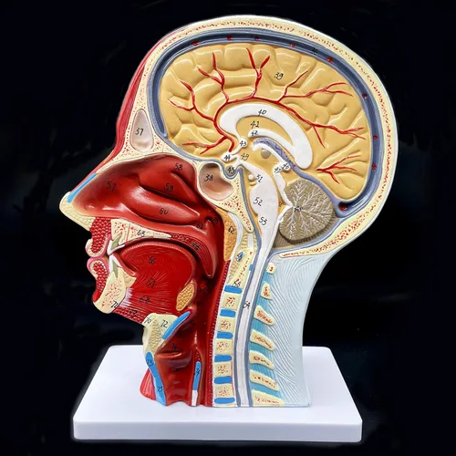 Modelo anatómico de cabeza humana, tamaño real, cavidad nasal, garganta, cerebro, anatomía para ciencias, aula, estudio, exhibición, modelo de