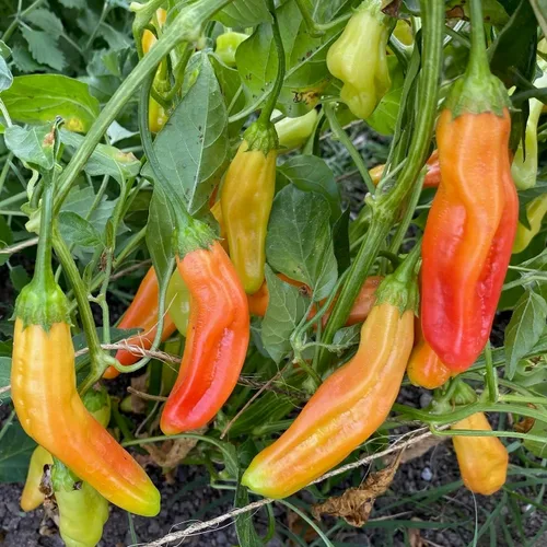Miniatura 2 de Plant Good Seed Semillas de pimienta Aji Amarillo orgánicas para plantar: chile tradicional peruano, frutos amarillos anaranjados - Paquete de 30