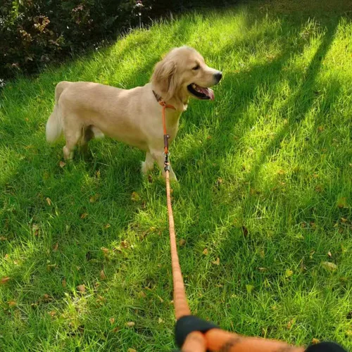 Miniatura 9 de MayPaw Collar ajustable de cuerda de nailon para entrenamiento de perros, collares de perro Martingala redondos sin tirones para perros pequeños