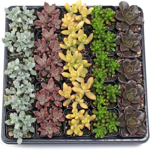 Mountain Crest Gardens Paquete a granel de suculentas surtidas, 25 plantas vivas en macetas de 2 pulgadas, suculentas reales para interiores y