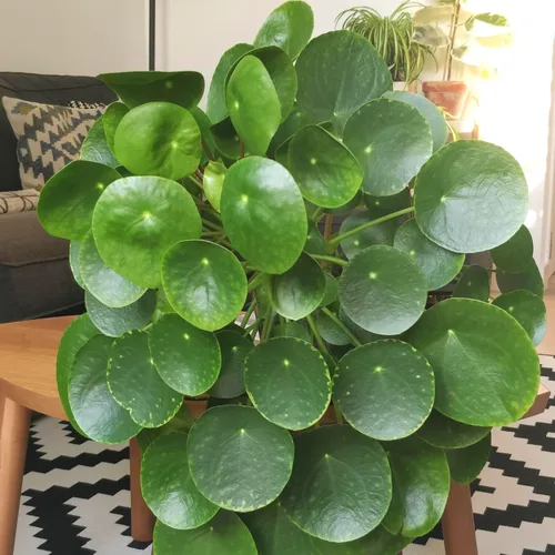 Miniatura 2 de UIOTER Conjunto de 6 plantas de Pilea Peperomioides vivas, plantas vivas de Pilea Peperomioides, de 3 a 5 pulgadas de largo, plantas de dinero