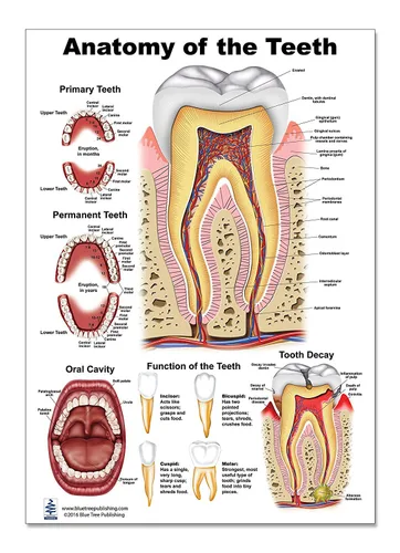 Gráficas de bolsillo de anatomía dental, para dentistas, higienistas orales, estudiantes de odontología