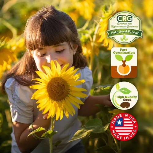 Miniatura 4 de Mezcla de semillas de flores silvestres de girasol, 1 oz, paquetes de mezcla de semillas de flores silvestres de polinización abierta, sin OMG, sin