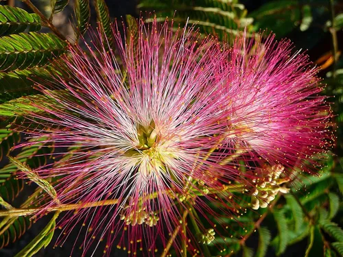 20 semillas de árbol bonsái Albizia Julibrissin Mimosa para plantar, árbol de seda rosa persa - Enviados desde Iowa, EE. UU