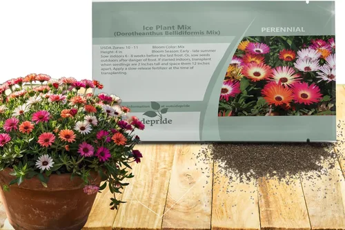 Miniatura 14 de Outsidepride Gelato - Semillas de plantas de hielo naranja – 5000 piezas de semillas perennes, tolerantes a la sequía, para plantar flores vibrantes