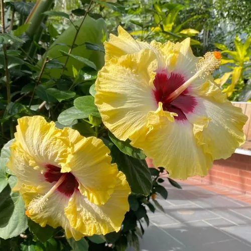 Miniatura 6 de Semillas de flores de hibisco para plantar, flores gigantes, plantas tropicales en maceta, semillas de reliquia sin OMG, plantas exóticas perennes