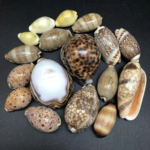 Miniatura 9 de PEPPERLONELY 5 conchas marinas de tigre cowrie pulidas, 2-1/2 pulgadas ~ 3-1/4 pulgadas 1#. Tiger Cowrie Shells 2-1/2 pulgadas ~ 3-1/4 pulgadas