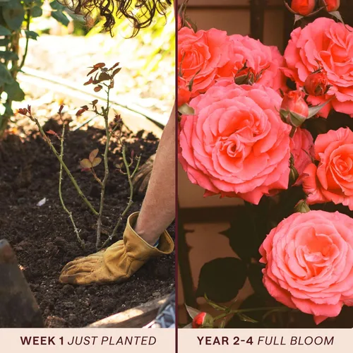 Miniatura 3 de Rosas trepadoras de reliquia, planta de raíz propia viva para jardín al aire libre, America™, zonas de rusticidad muy fragantes 5-10, floración