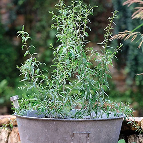 Miniatura 7 de Goji Berry 50 Semillas – Lycium Chinense/Lycium Barbarum, planta de Wolfberry china, súper fruta perenne sin OMG, semillas de bayas de Goji fáciles