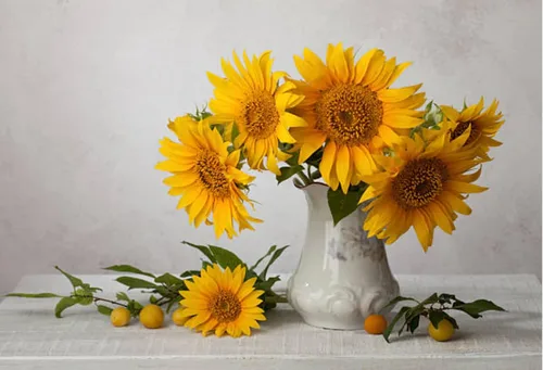 Miniatura 3 de 500 semillas de girasol mixtas para plantar, semillas de girasol tradicionales sin OMG de alta calidad para plantar en jardines y paisajismo, mejora