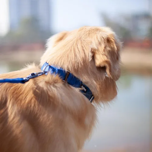 Miniatura 6 de Hyhug Collar Martingale para perros, grande, azul, a prueba de escape, nailon resistente, duradero, sin tirones, ideal para entrenamiento y paseos