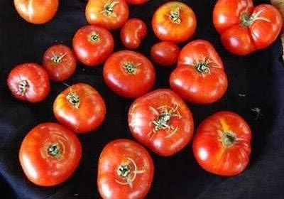 Miniatura 2 de Tomate Pantano Romanesco - reliquia romana - Muy y delicioso (10 - Semillas)