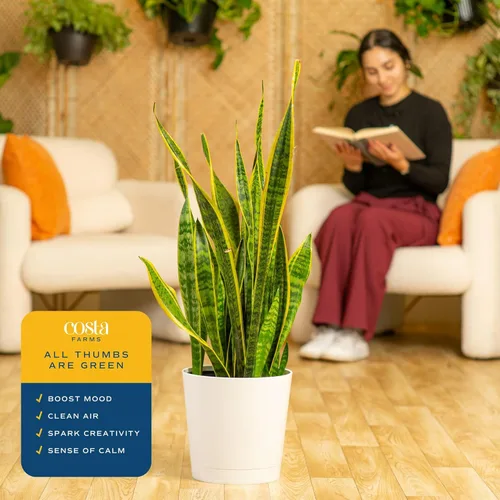 Miniatura 5 de Costa Farms Planta Serpiente, Planta Viva Lengua de Suegra en Maceta Decorativa, Planta Suculenta de Interior Grande y Fácil de Mantener para Casa