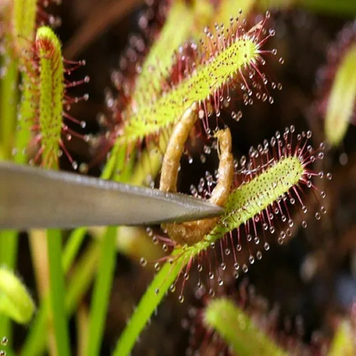 Miniatura 4 de Gusanos de sangre - Gusanos de sangre flotantes liofilizados de grado A para disco, cíclidos, peces marinos, peces tropicales, plantas carnívoras