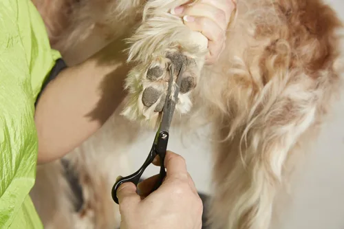 Miniatura 2 de Herramientas premium de aseo para perro Andis , Tijera con punta de bola, no aplica