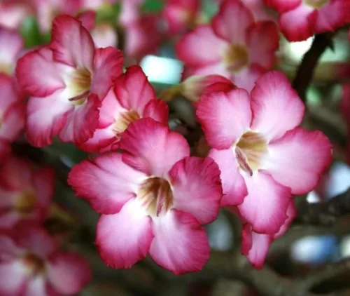 Miniatura 4 de Pink Desert Rose - Planta viva – Suculenta floreciente vibrante – Planta de rosa del desierto viva – Planta de interior de 4 a 6 pulgadas de alto