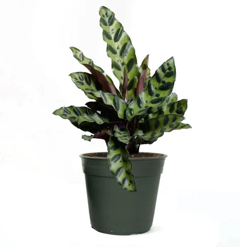 Miniatura 13 de American Plant Exchange Calathea - Serpiente de cascabel – 6 pulgadas con cubierta de maceta – Planta de interior viva apta para mascotas con hojas