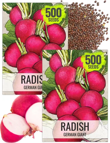 Miniatura 16 de Seed Needs Semillas de rábano para plantar rábanos sandía, reliquia sin OMG y sin tratar, cultiva un huerto cultivado en casa, cultivos para clima