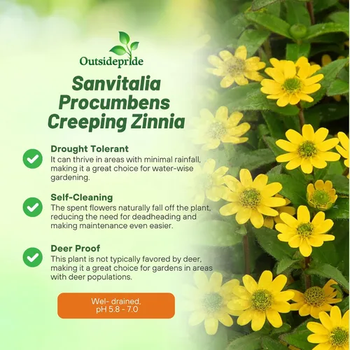 Miniatura 3 de Outsidepride Semillas de zinnia rastreras – 2000 semillas anuales de flores para plantar al aire libre, fáciles de cultivar, tolerantes a la sequía