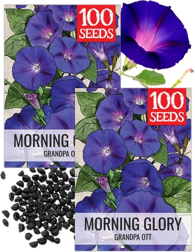 Miniatura 12 de Seed Needs Milky Way Morning Glory - Semillas para plantar enredaderas con flores, reliquia y escaladores polinizados abiertos para crear una cerca