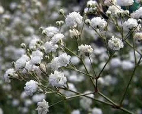 Miniatura 2 de Baby's Breath 100 semillas recién cosechadas, hermosas flores como la nieve