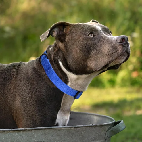 Miniatura 2 de Mile High Life Collar ajustable de polialgodón suave y fuerte con hebilla de liberación rápida para perros pequeños a grandes