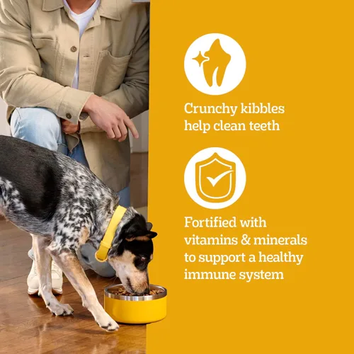 Miniatura 6 de Pedigree Alimento seco para perros adultos con alto contenido de proteínas, sabor a carne de res y cordero, bolsa de 3.5 libras