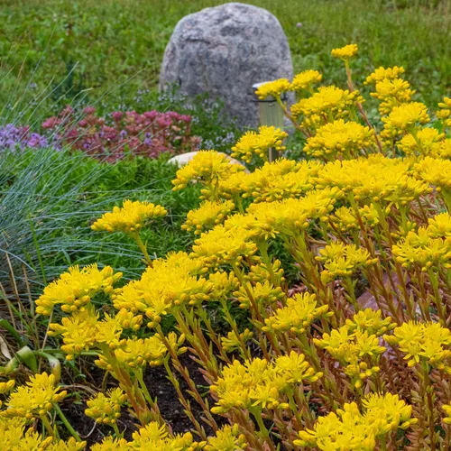 Miniatura 7 de Outsidepride Ellacombianum Sedum Seeds - 1000 semillas perennes de cobertura del suelo para plantar, plantas suculentas resistentes al frío