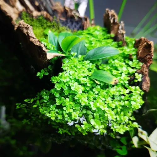 Miniatura 4 de Hemianthus Callitrichoides Cultivo de tejidos US Farm Live Aquarium Plants Midground para decoración de peceras