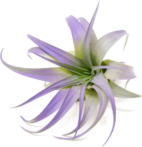 Plantas de aire Tillandsia coloridas moradas – Plantas de interior de Tillandsia vivas de larga duración – Decoración para el hogar y el jardín –