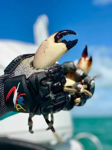 Miniatura 6 de D Vein Guantes de langosta para buceo Kevlar Pesca Submarina Guante de buceo Resistente a pinchazos