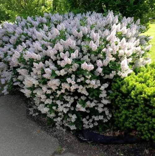 Miniatura 3 de Miss Kim Lilac Bushes Planta viva Syringa para plantar al aire libre, planta de flores fragantes Syringa de aproximadamente 5 a 7 pulgadas