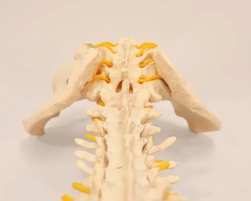 Miniatura 3 de Axis Scientific - Columna vertebral flexible de tamaño natural con pelvis masculina, nervios y arterias espinales, incluye soporte de metal