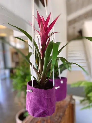 Miniatura 3 de Caldo Dos perchas para plantas, perfectas para decoración de interiores o exteriores (morado)