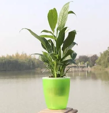 Miniatura 2 de Macetero de plástico, macetas de orquídeas con agujeros de malla de orquídea maceta de 4 3/8 pulgadas para decoración del hogar, 3 cestas interiores