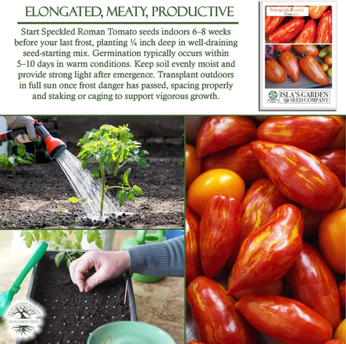 Miniatura 5 de Semillas de tomate romano moteadas (Lycopersicon lycopersicum) – Más de 100 semillas tradicionales sin OMG de Isla's Garden Seeds, pasta a rayas