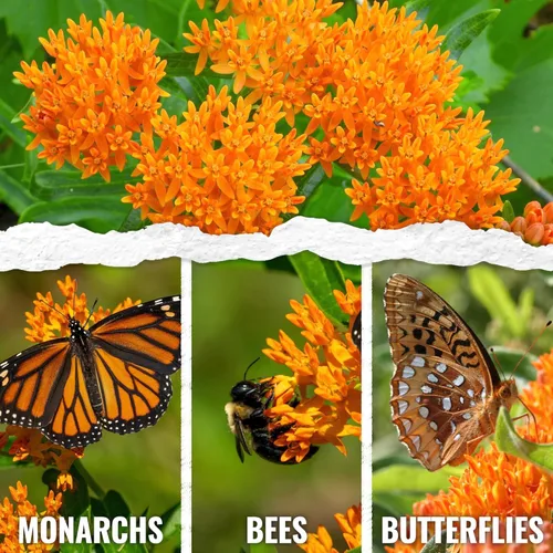 Miniatura 2 de Seed Needs Semillas de algodoncillo naranja para plantar malezas de mariposa, semillas de flores perennes sin tratar para cultivar un jardín