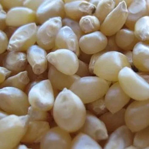 Palomitas de maíz japonesas sin cáscara, 1/2 onza ~ 100 semillas, sin OMG, reliquia, polinizado abierto, semillas de jardinería vegetal, maíz pop