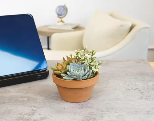 Miniatura 11 de Plants for Pets - Surtido de suculentas vivas en maceta de arcilla, jardinera para suculentas de jardín, regalos únicos de jardinería para amantes