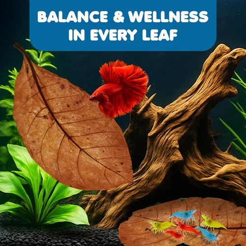 Miniatura 3 de SunGrow Catappa Hojas de almendra india, 8 pulgadas, para camarones de agua dulce y peces tropicales