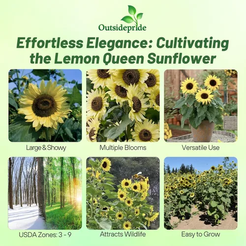 Miniatura 2 de Outsidepride Lemon Queen Semillas de girasol para plantar, 1/4 libras anuales, fáciles de cultivar con flores vibrantes y abundantes para arreglos